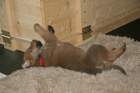 coucou2810_small.jpg
