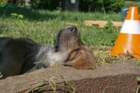 coucou3614_small.jpg