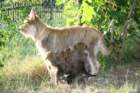 coucou3630_small.jpg