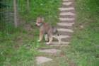 coucou5105_small.jpg