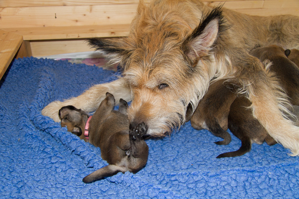 PicardHund.de