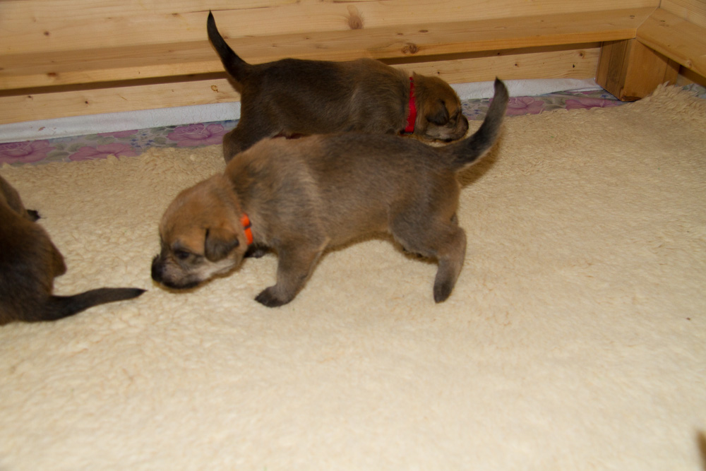PicardHund.de