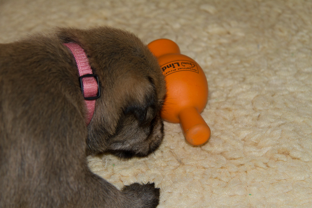 PicardHund.de