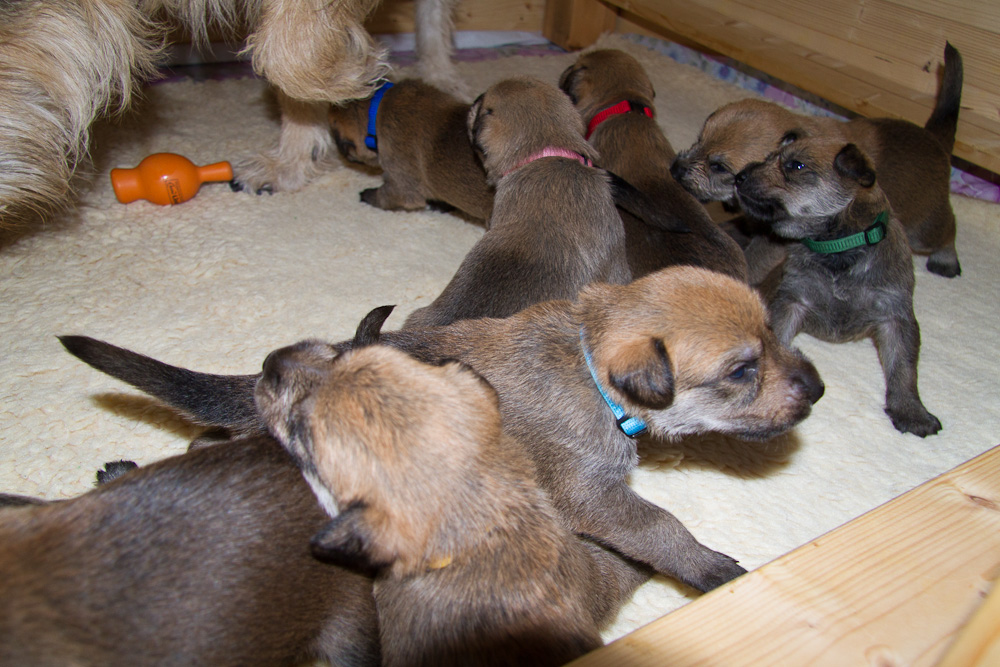 PicardHund.de