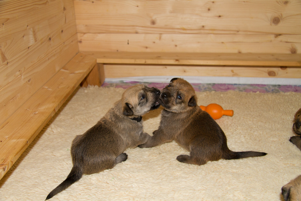 PicardHund.de