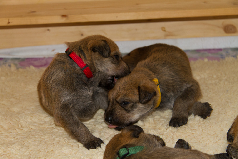 PicardHund.de