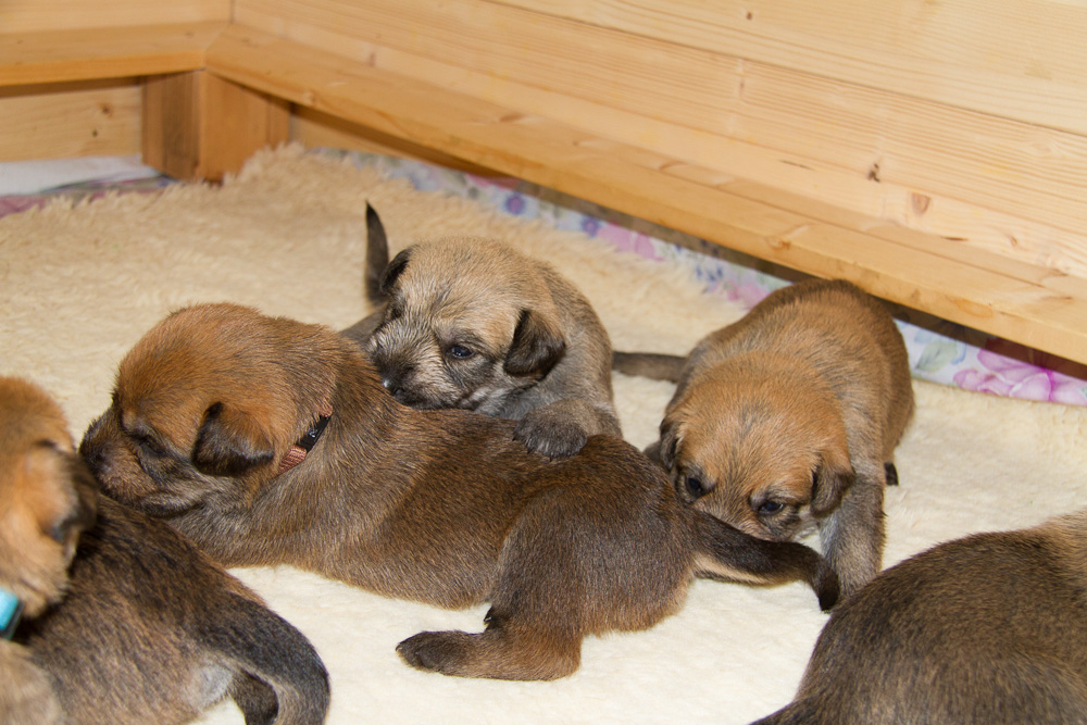 PicardHund.de