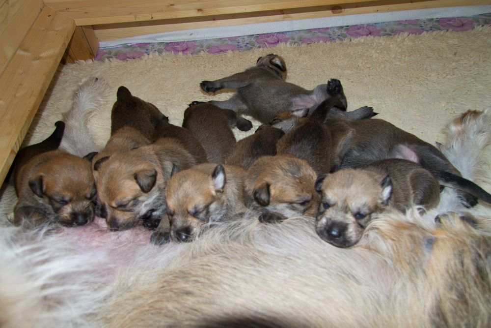 PicardHund.de