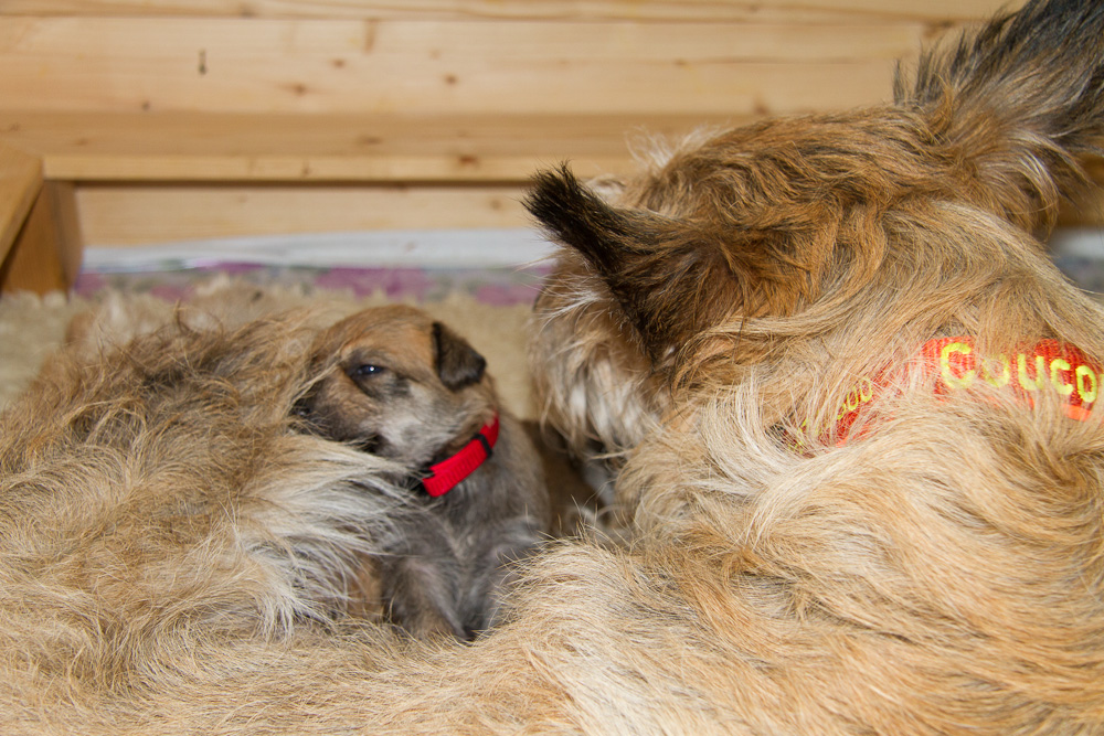 PicardHund.de