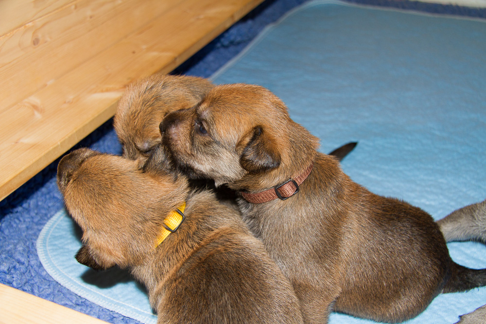 PicardHund.de