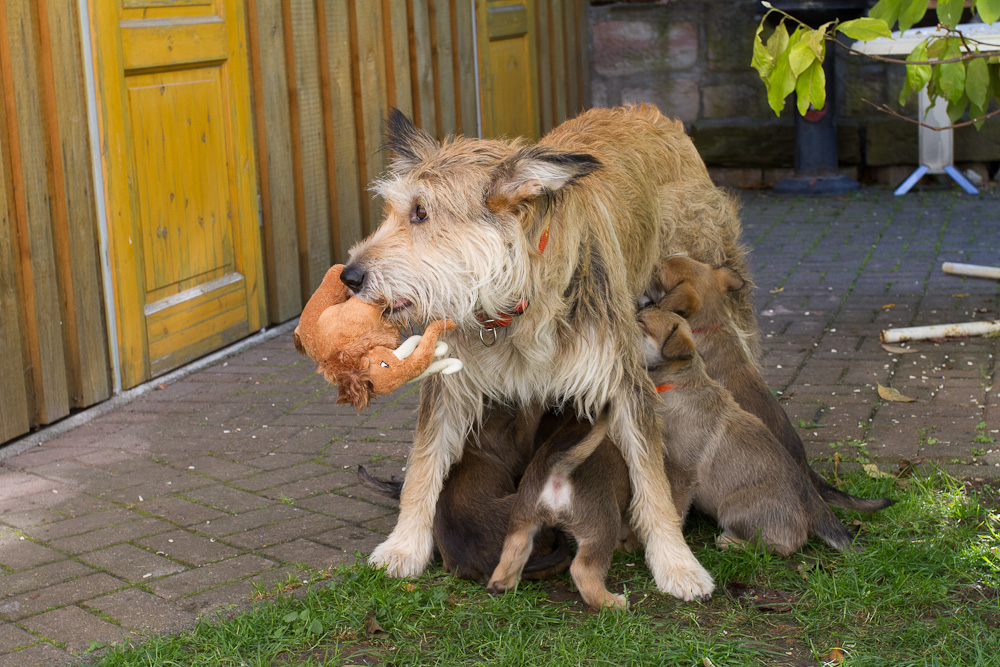 PicardHund.de