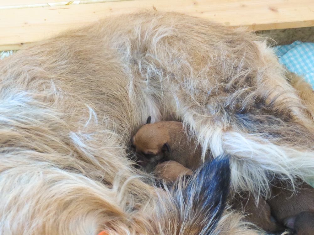 PicardHund.de