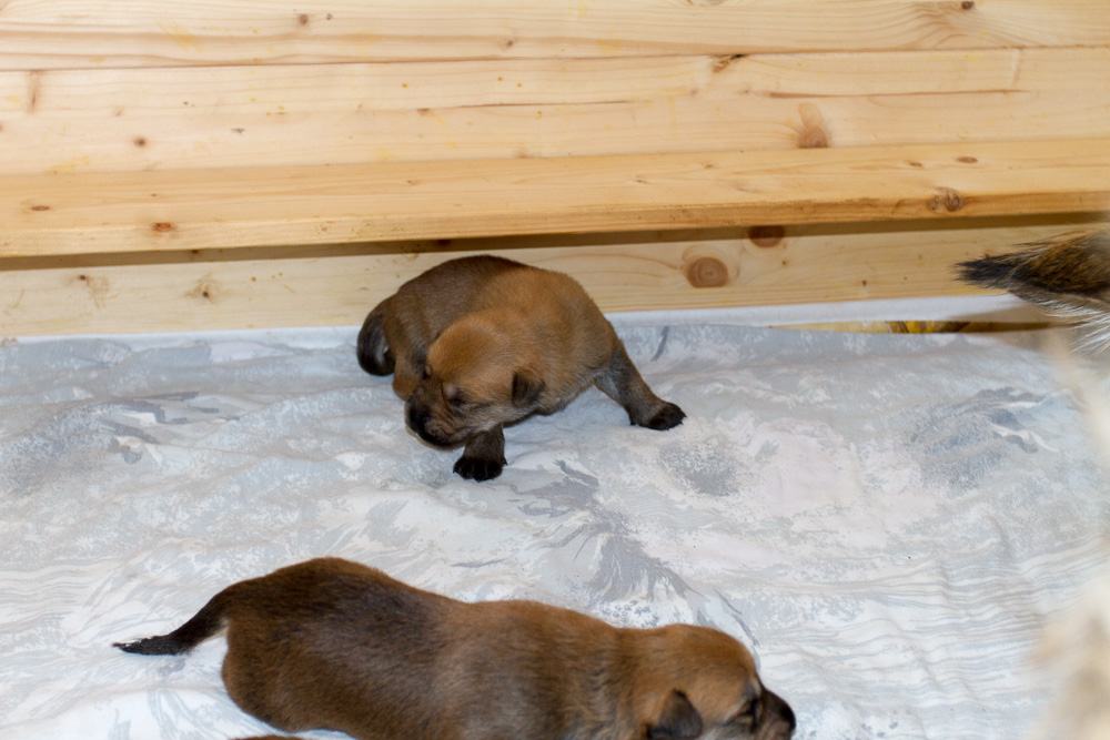 PicardHund.de
