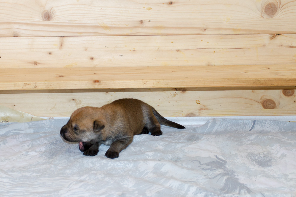 PicardHund.de