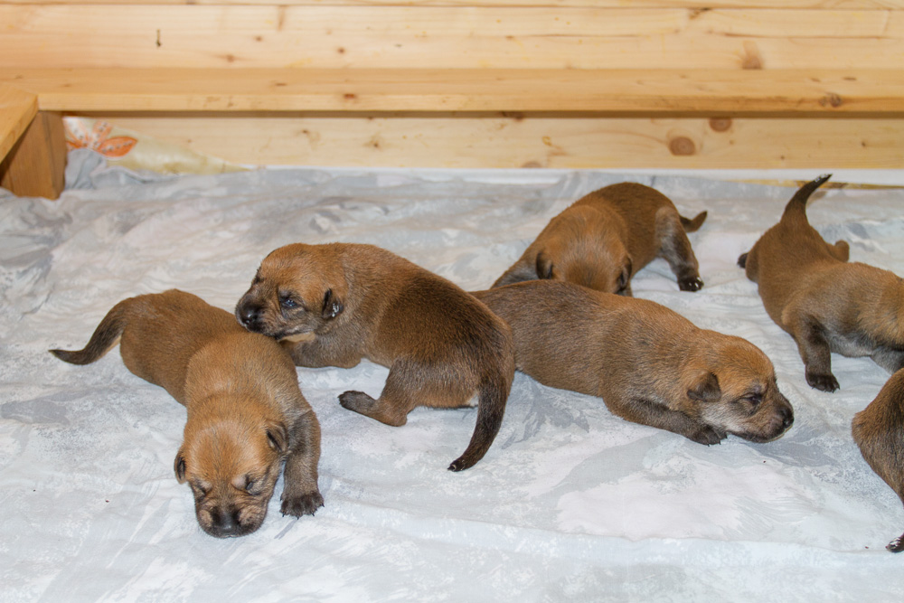 PicardHund.de